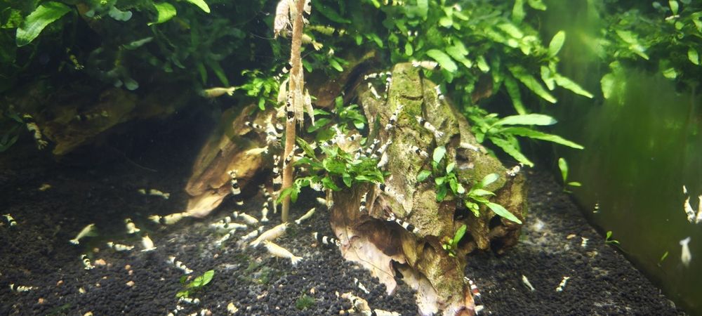 Camarões caridinas black crystal