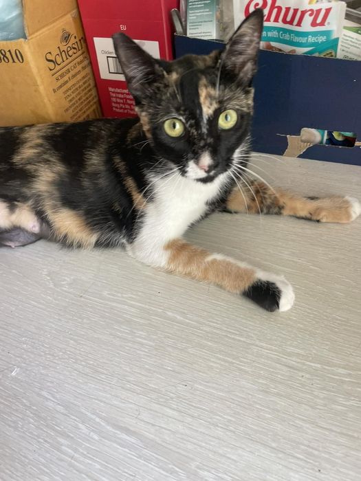 Трикольорове Щастячко! Шикарна Красуня (стерилізована)