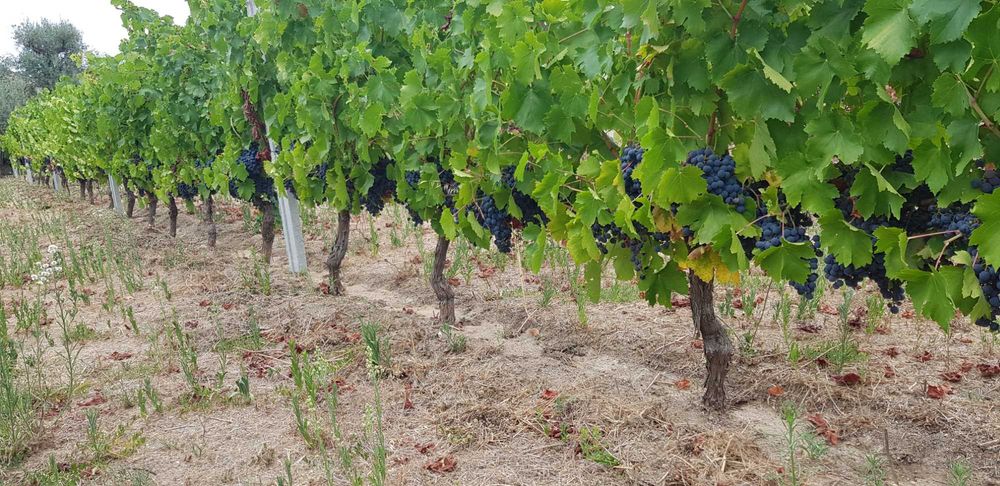Uvas para vinho DE excelente qualidade