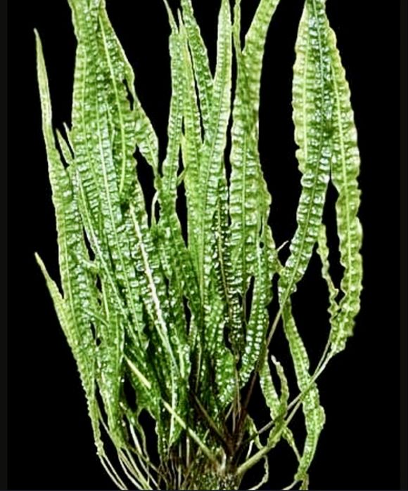 Cryptocoryne  roslina