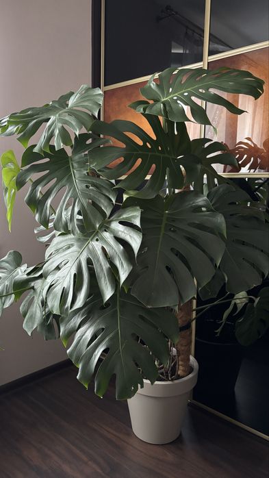 Kwiat monstera zestaw duża dziurawa