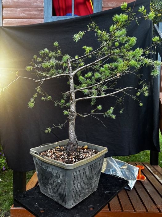 Drzewka bonsai rozne