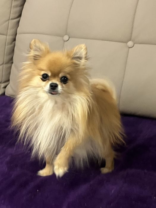 Pomeranian Szpic miniaturka Sunia CHANELL czeka na kochajacy dom
