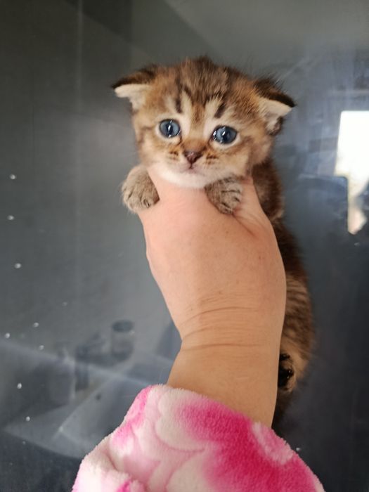 Дві дівчинки золоті