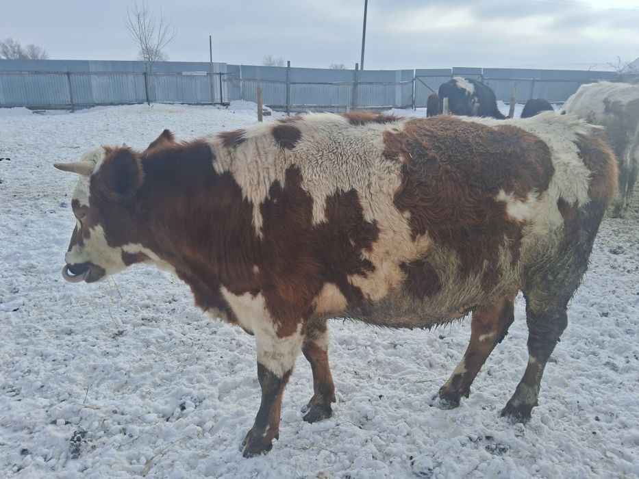 Продам тільні телички