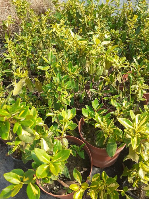 Trzmielina Emerald Gold, wysyłam