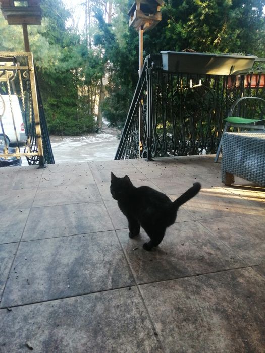 Czarny kot. oddam za darmo