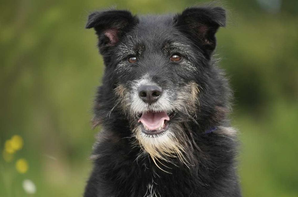 AMO - piękny, szorstkowłosy pies