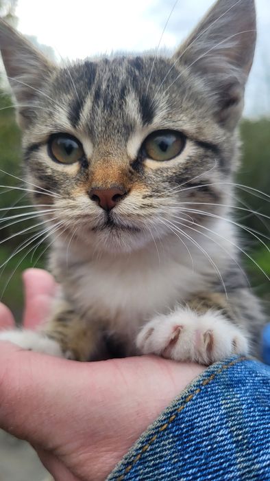 Кошенята в добрі руки