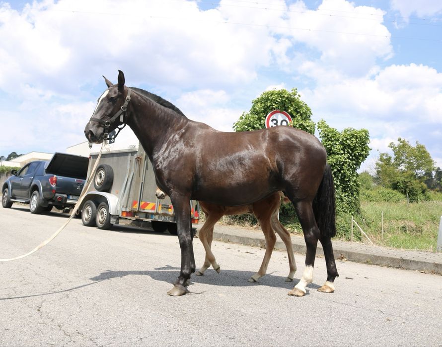 Egua lusitana preta 5 anos montada gestante