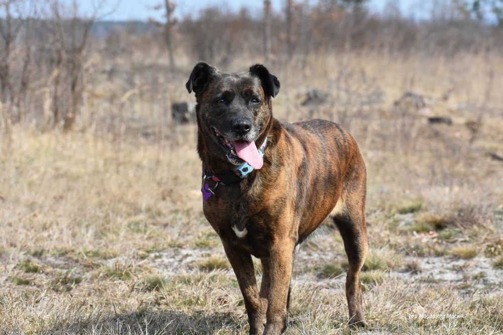 Trufla - urocza sunia do adopcji!