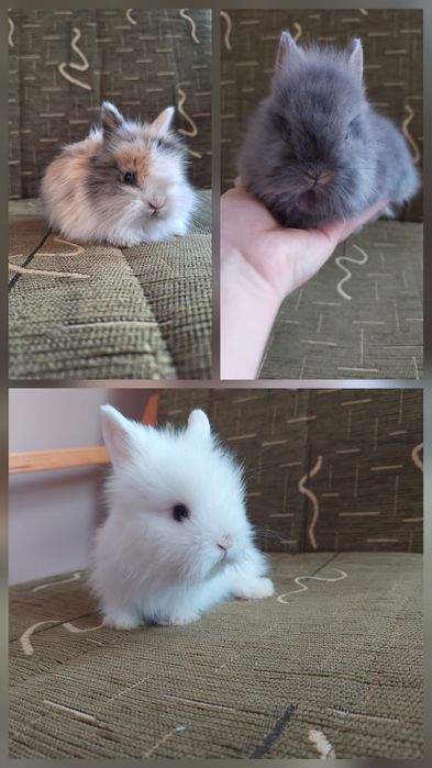 Króliczki Karzełki Teddy