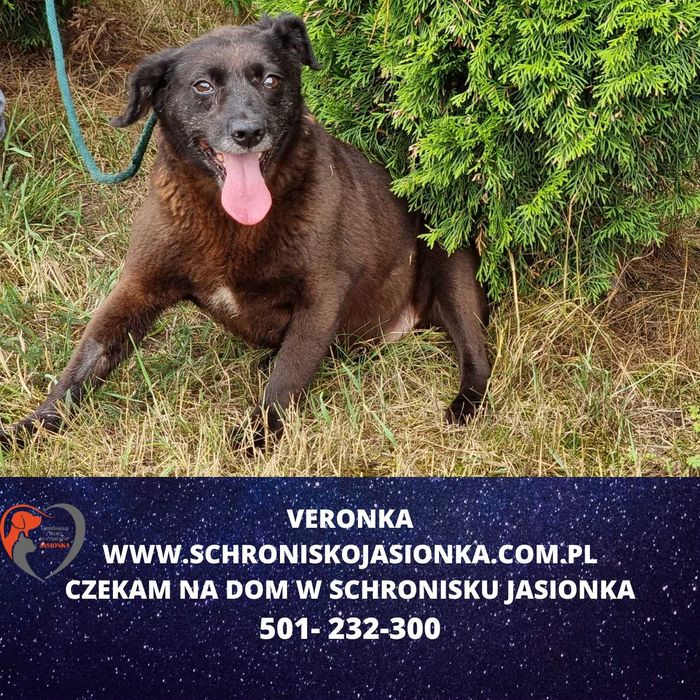 Veronka do adopcji – Schronisko Jasionka