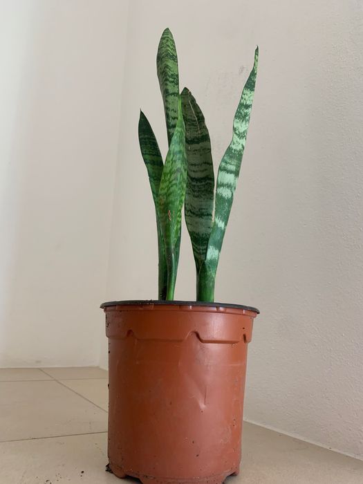 Oportunidade! Planta Espada de São Jorge- 3€ cada unidade.