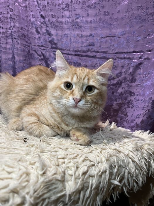 Котенок рыжый , девочка