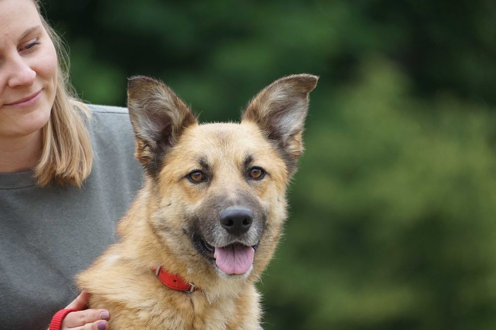 Trycek - pies w typie owczarek niemiecki
