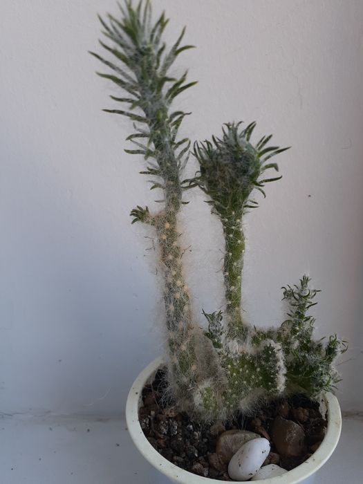 Продам рідкістний мохнатий кактус "Опунція вестіта крістата"