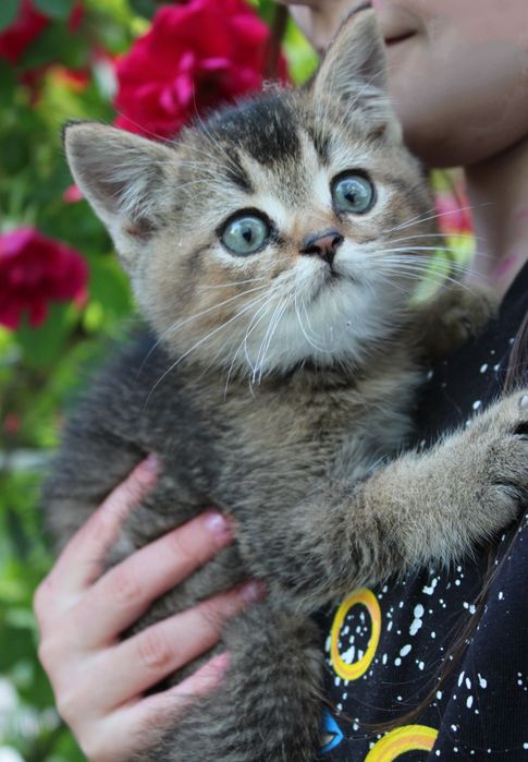 Котик шотландський хлопчик скотіш страйт