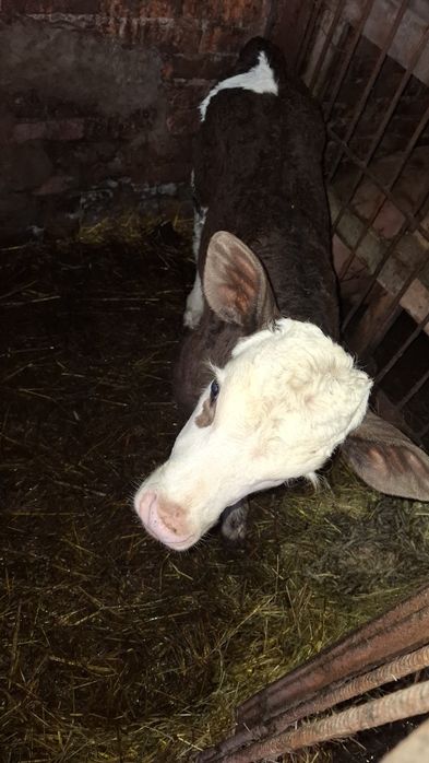 Продам  місячну теличку, дуже хороша на тримання
