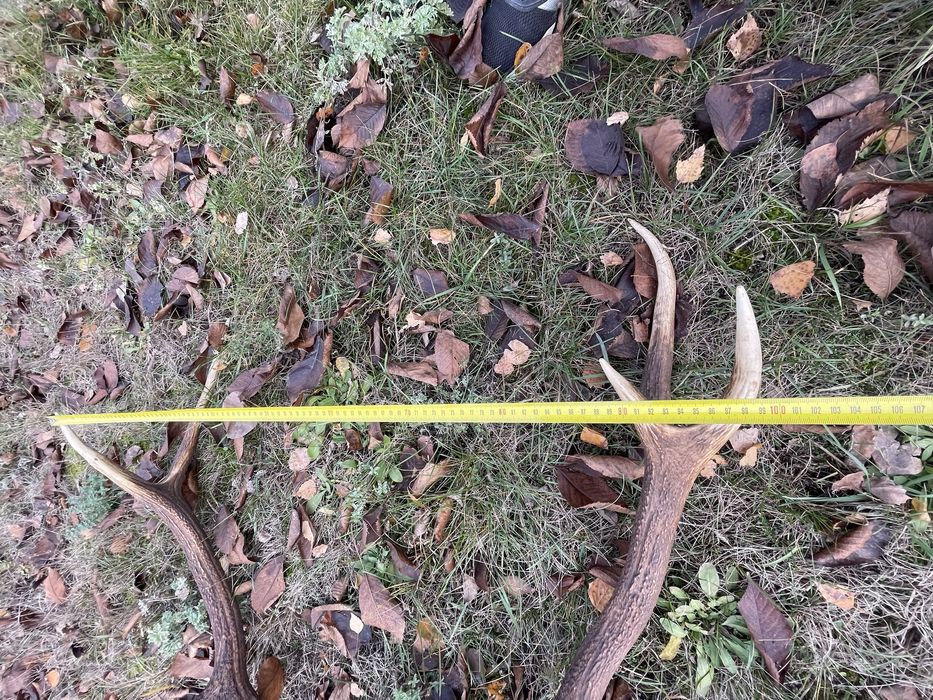 Trofeum wieniec jelenia 12-stak nieregularny poroże łoś nr 6