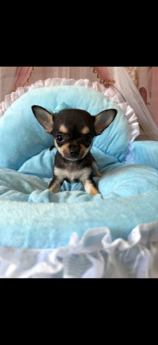 Chihuaha xxs chlopczyk  do odbioru