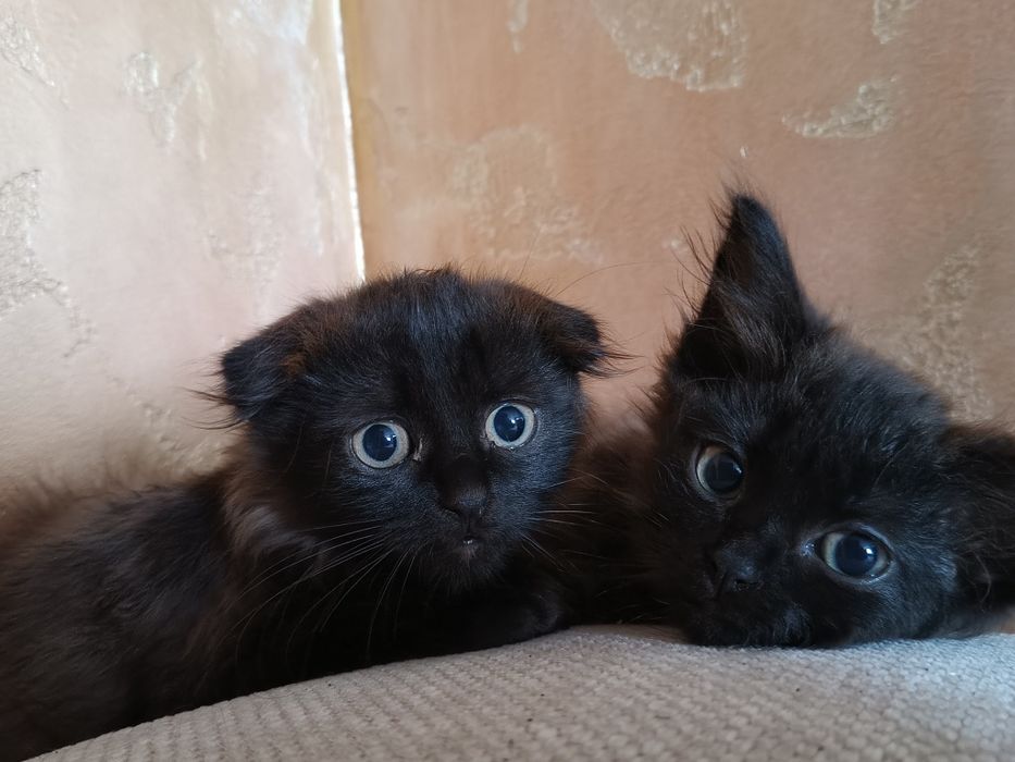 Отдам чёрных котят.