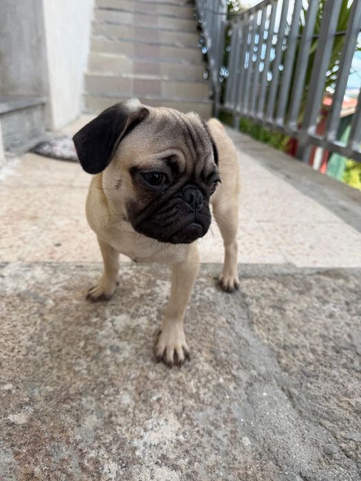 Pug carlin macho