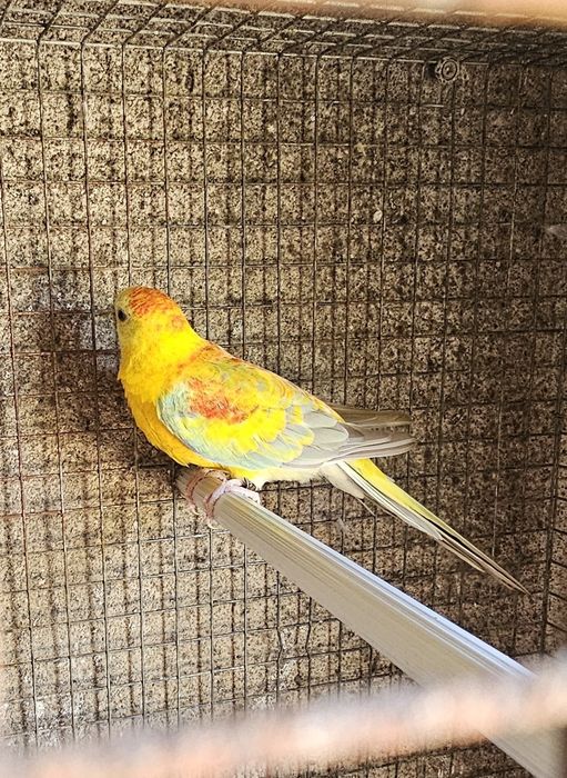 Red rumped macho