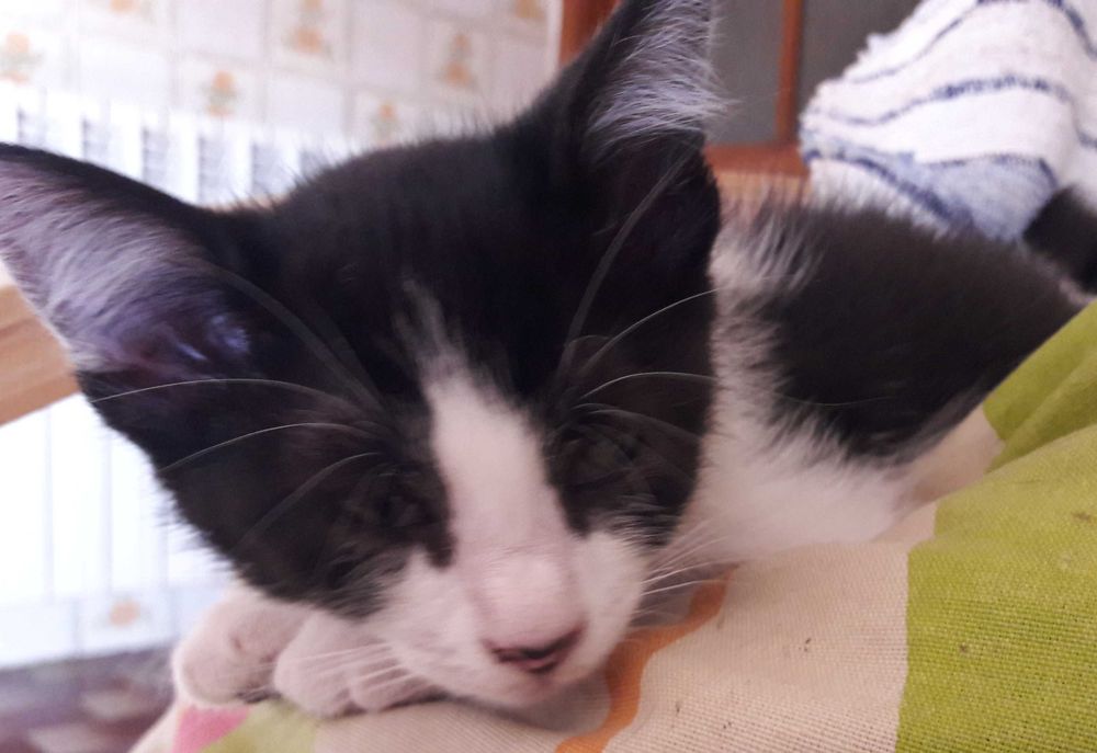 Gatinho e gatinha pretos - zona de Coimbra