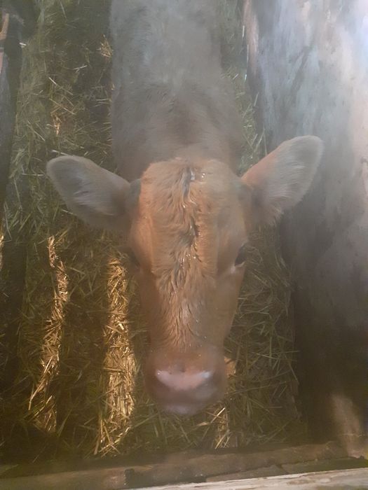 Бичок 10 днів ціна договірна