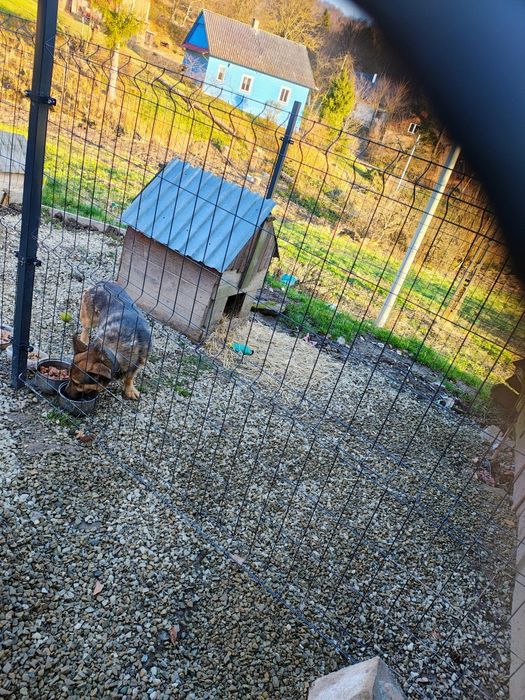 Szarik do adopcji na cito