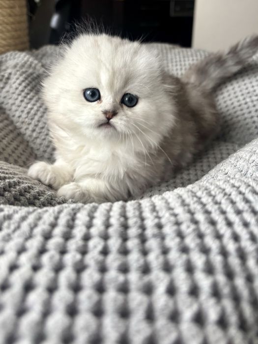 Kot szkocki na kolanka lub do hodowli