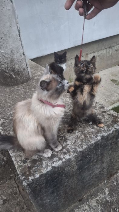 Подарую кошенят, котика, кішку