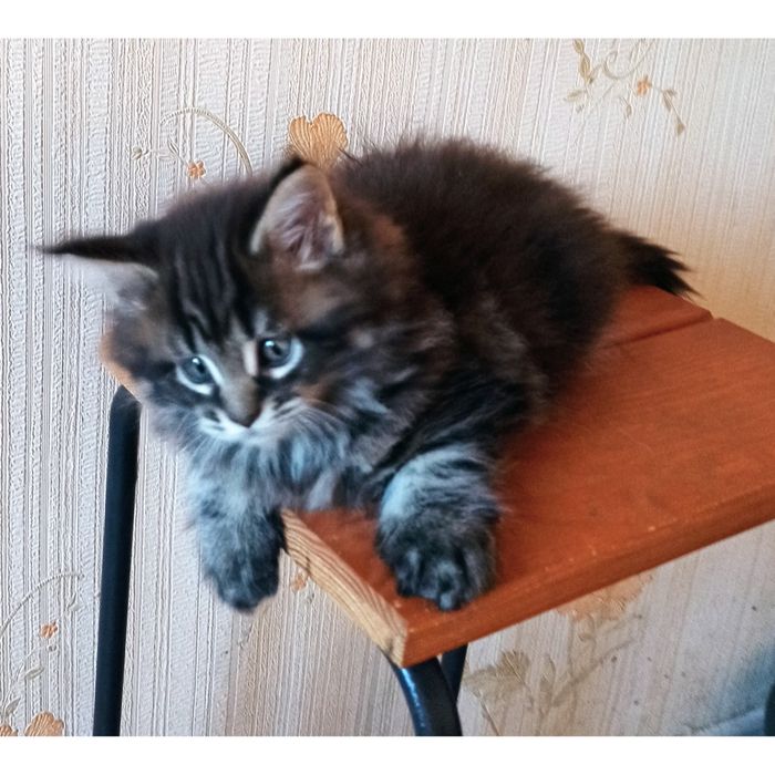 Кошеня мейкуни дівчинка