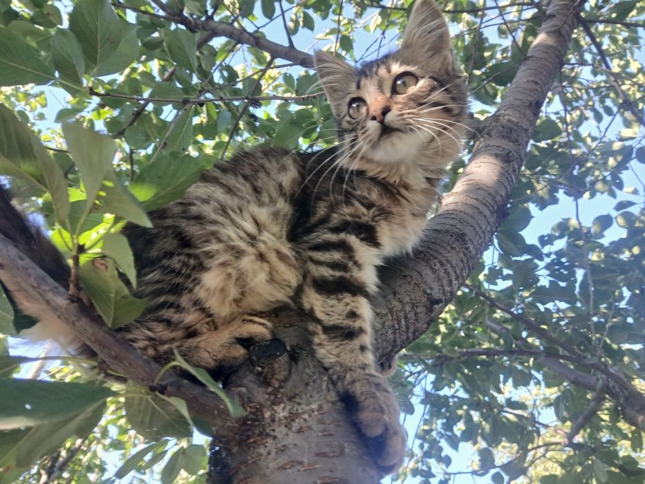 кошеня в добрі руки