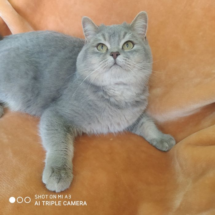 В'язка .  Кіт   чекає на   свою  даму ..