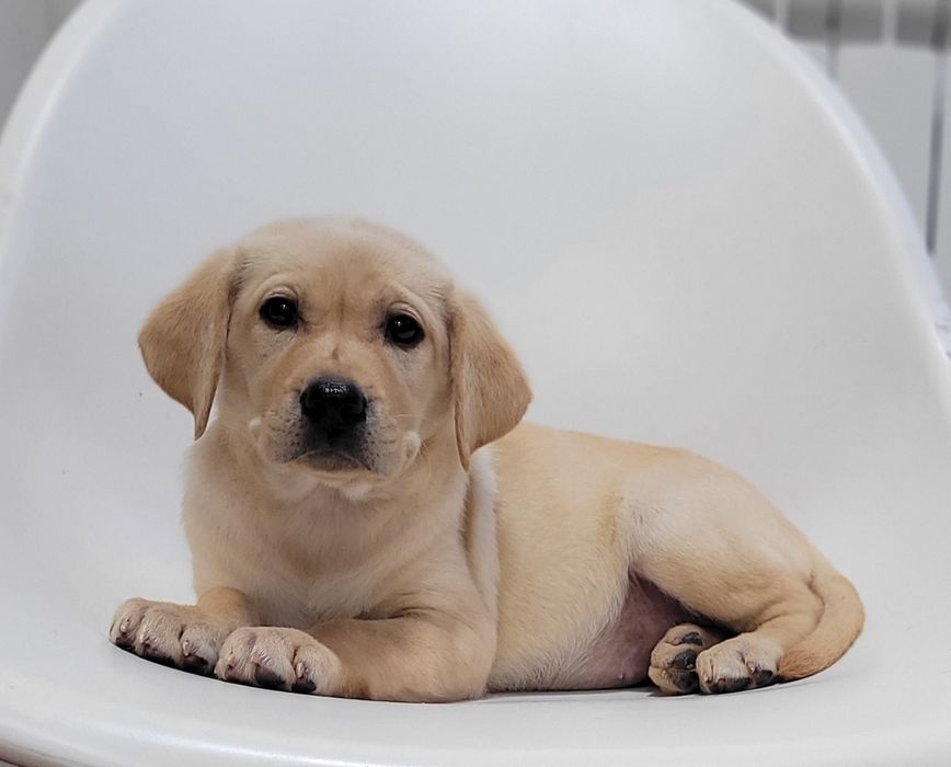 Labrador bege femea