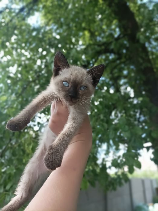 Продам сеамского котенка