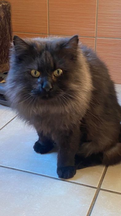 Kocurek około 5 lat