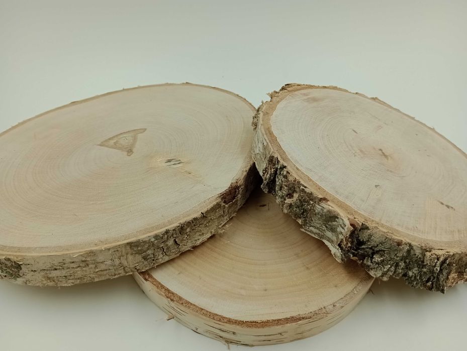 Plastry brzozowe, krążki brzozowe  15-20 CM  P2