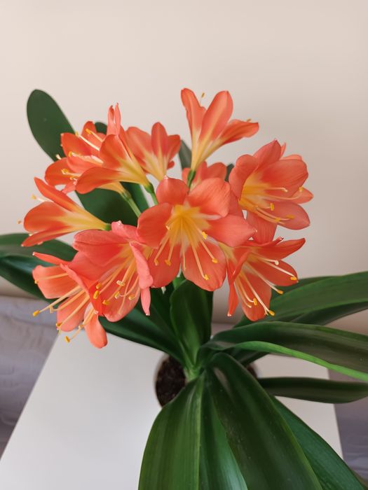 Kwiatek kliwia clivia