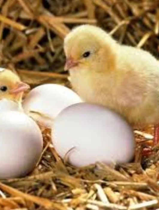 Инкубационные яйца  R3A