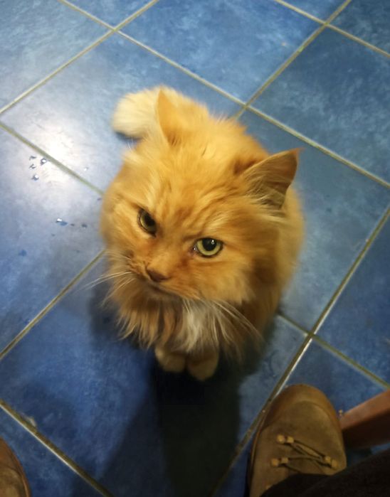 Рыжая стерилизованная кошка с фронта ищет дом! Кошка в хорошие руки!