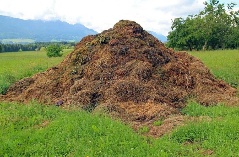 Estrume de animais de grande porte