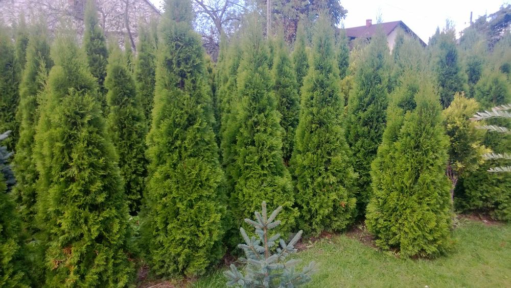 Tuja tuje SZMARAGD 2 metry kopane z gruntu, różne wielkości
