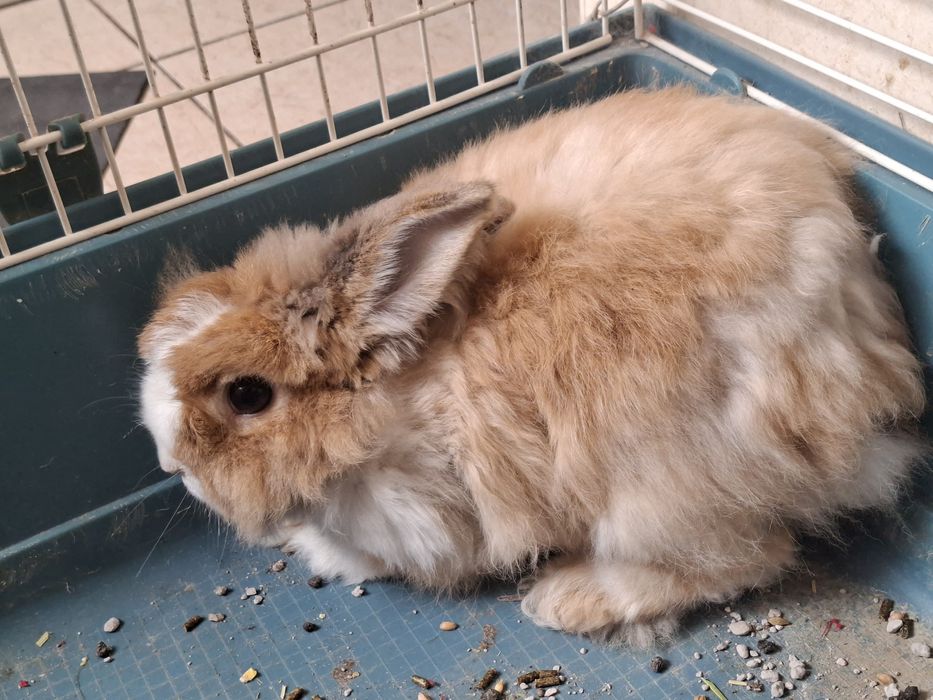 Dou coelho anão c/3 anos