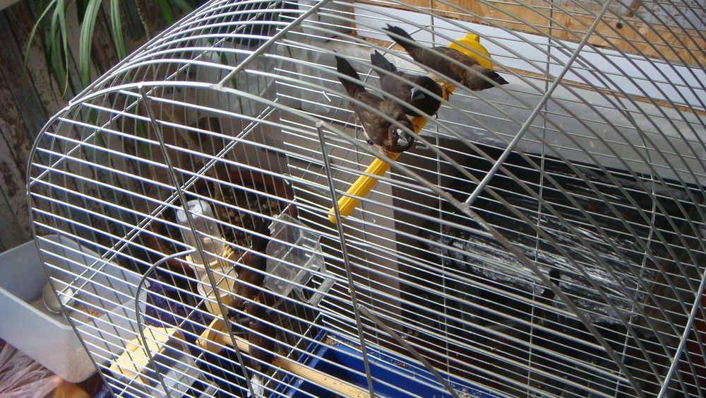 Клетка для Японских Амадин