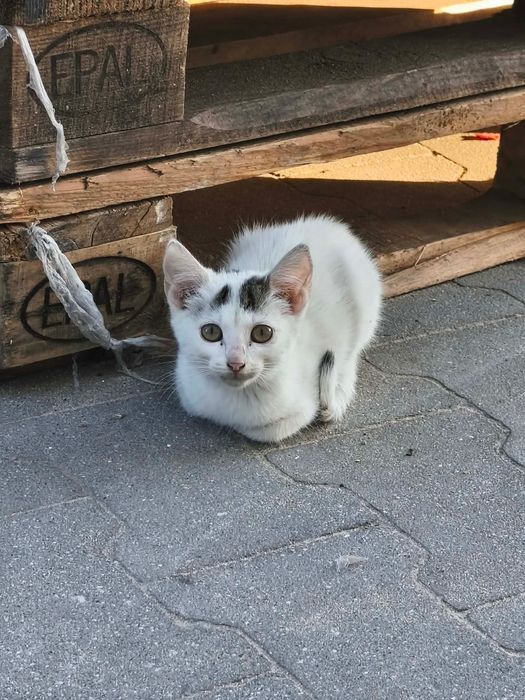 Kotek szuka domu