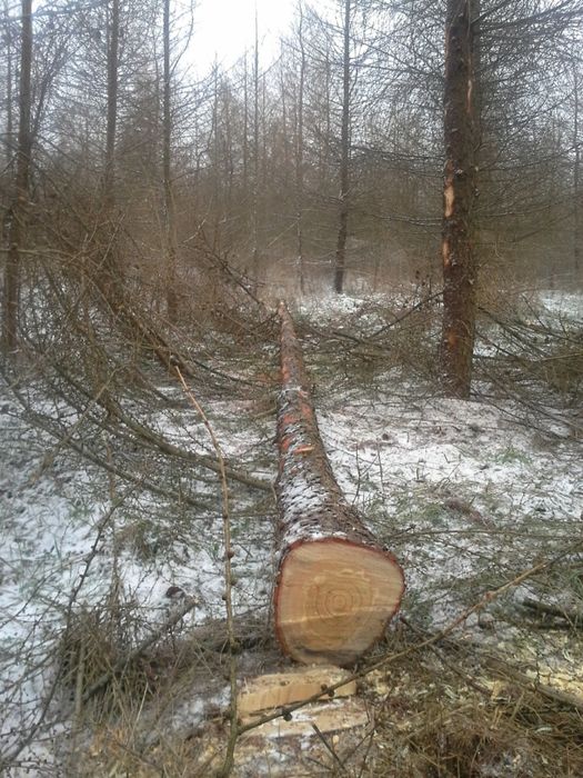 Żerdzie, słupki modrzewiowe