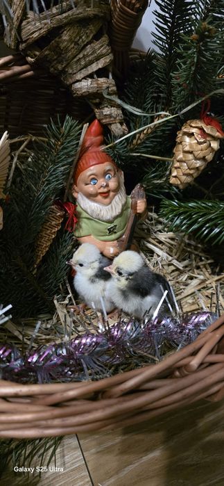 Kurczaki silki i białoczuby